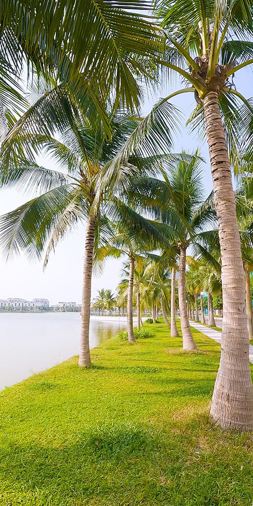 Cây xanh Vinhomes Ocean Park cay-xanh-vinhomes-ocean-park